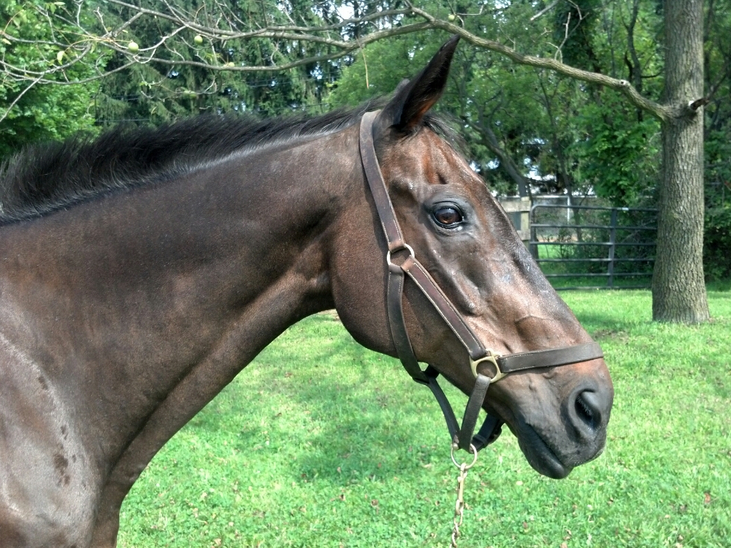 Unfixed Stallion Behind the Bit: September 2013